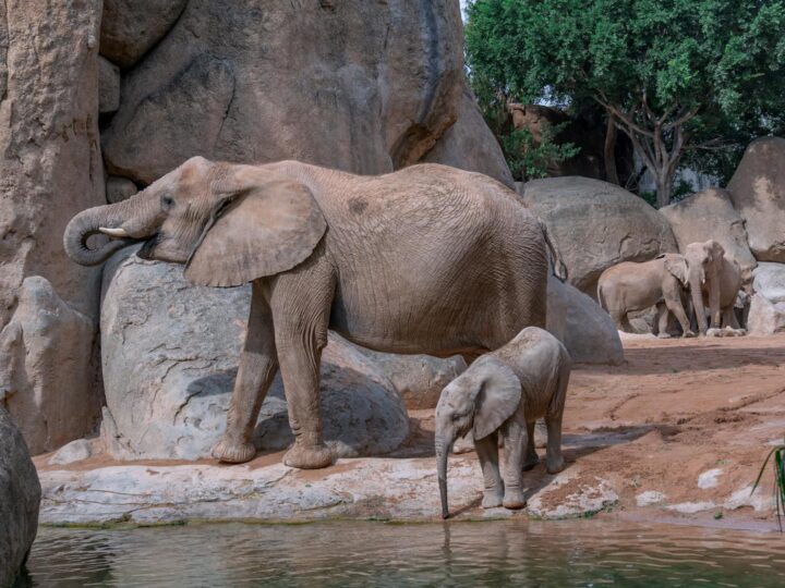 Zoo Xantus Jnos