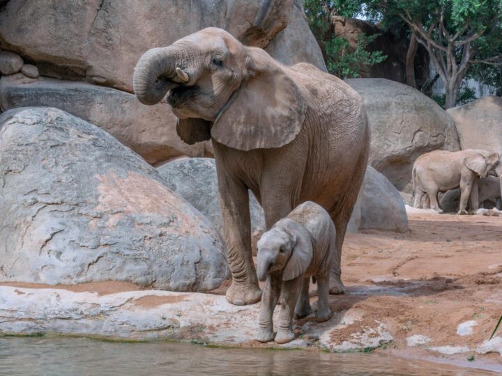Zoo Trgu Mure