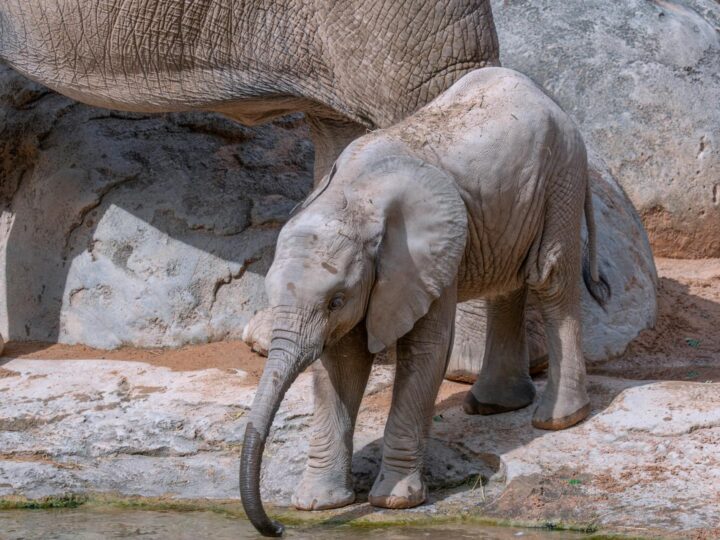 Zoo Trgu Mure