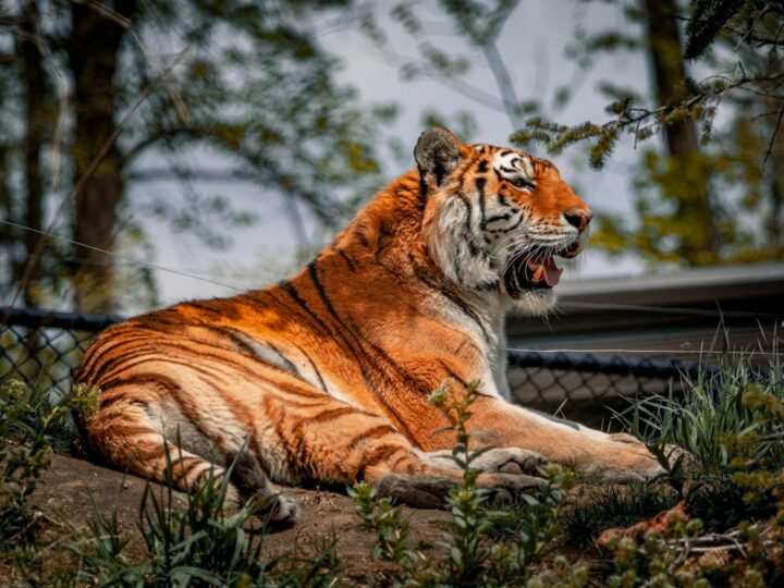 Zoo Trgu Mure