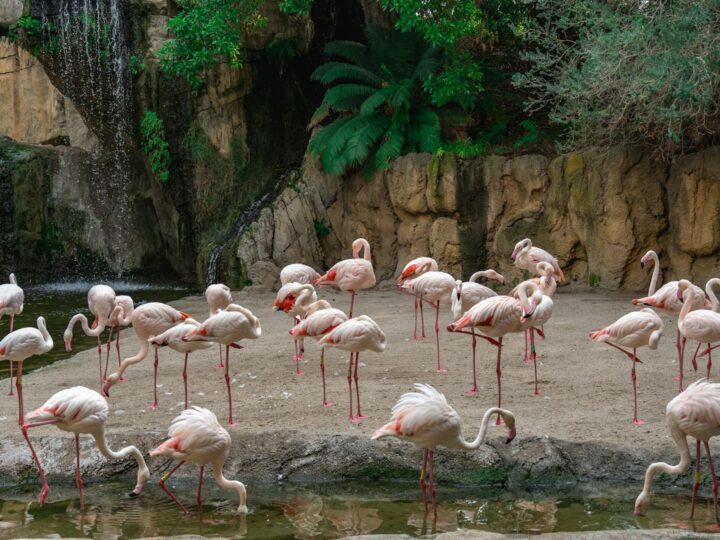 Zoo Trgu Mure