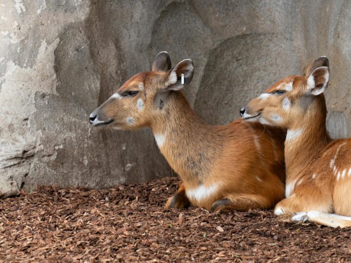 Zoo Trgu Mure