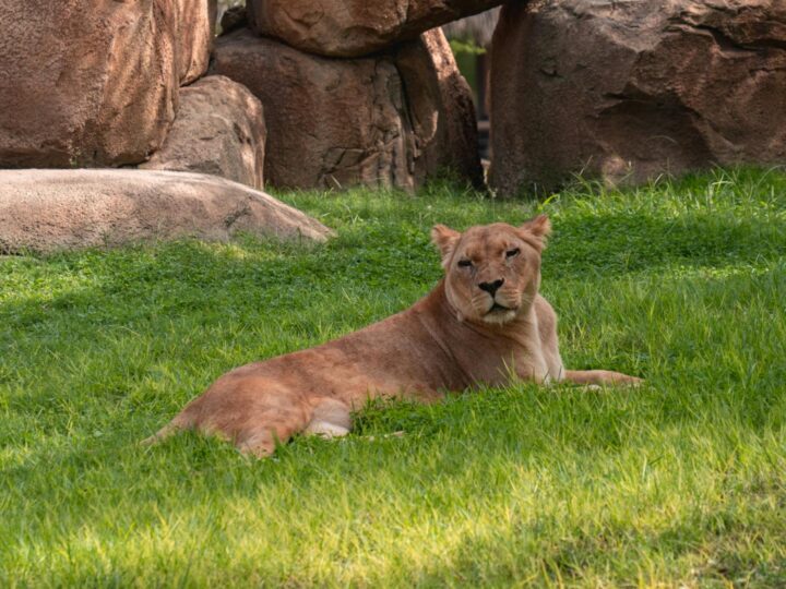 Zoo Trgu Mure