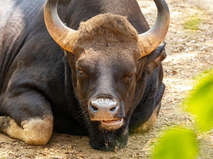 Zoo Trgu Mure