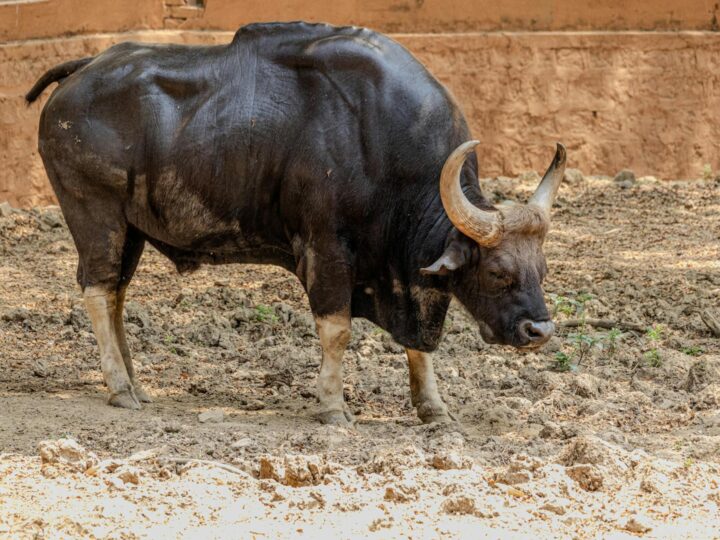 Zoo Trgu Mure