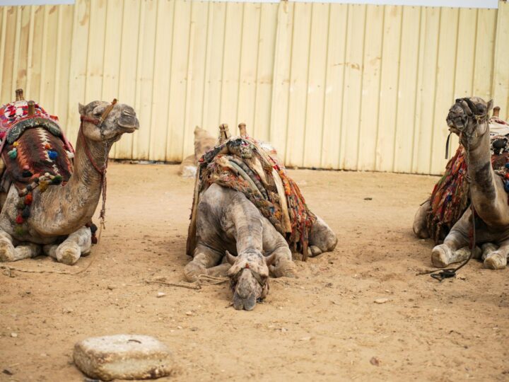 Bains arabes