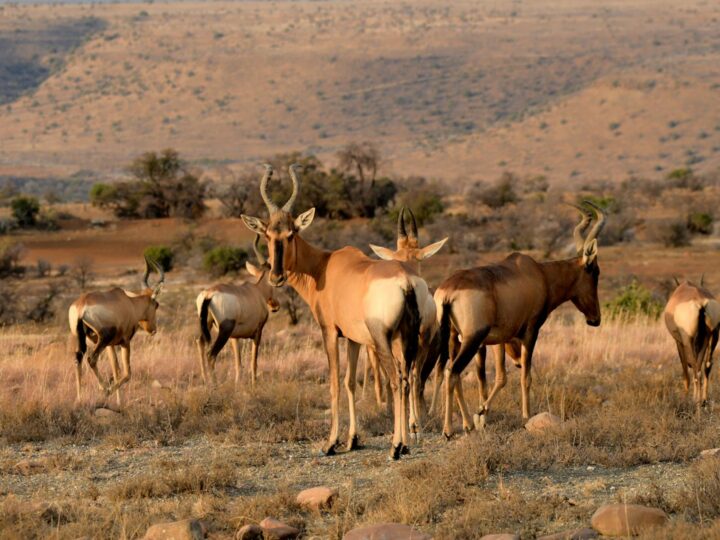Reserva arqueolgica