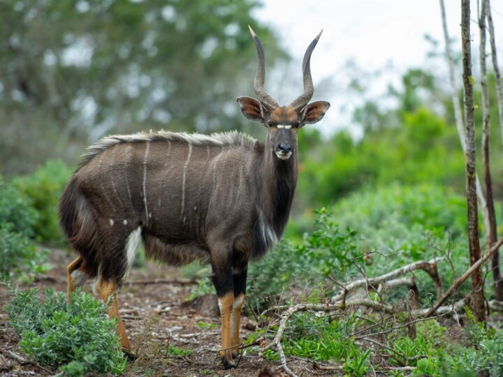 Reserva arqueolgica