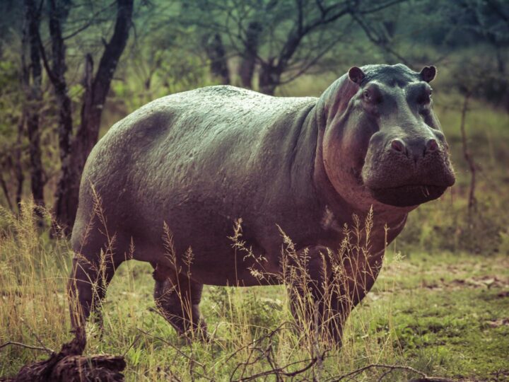 Reserva arqueolgica