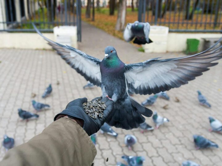 Parque de aves y jardines