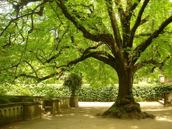 Jardin botanique de lUniversit de Coimbra