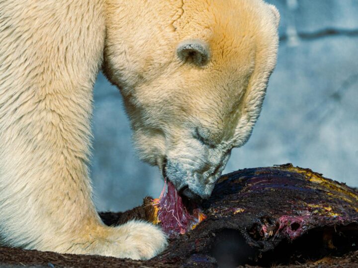 Zoo des Burgers