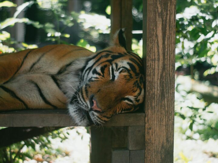 Zoo des Burgers