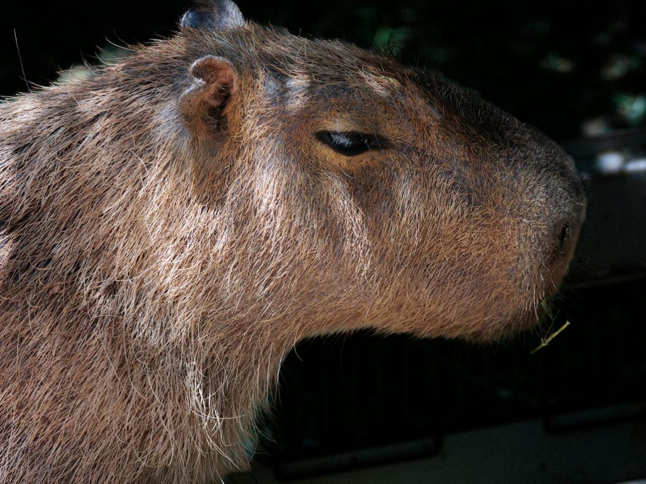 Las 13 mejores cosas que hacer en Arnhem - 2025 - TryTravel