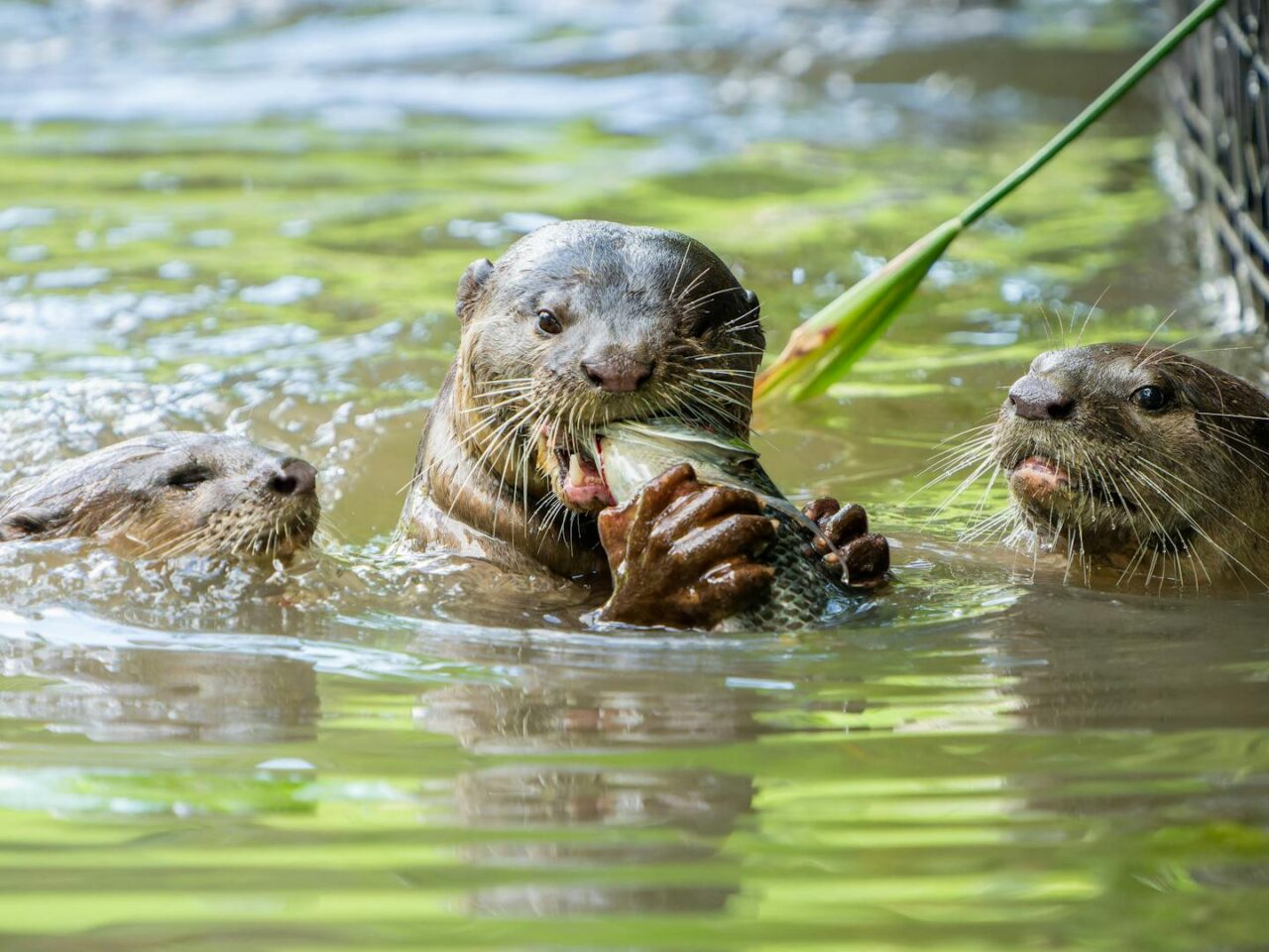 Las 13 mejores cosas que hacer en Arnhem - 2025 - TryTravel