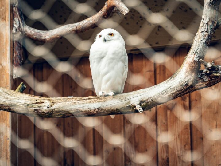 Zoo des Burgers