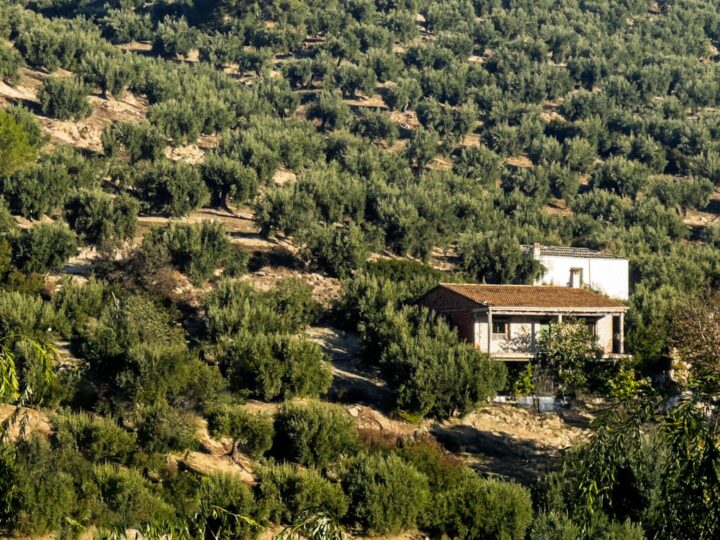 Villa Chaim Frenkel