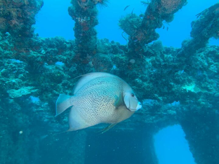 Mundo acutico de los arrecifes de coral