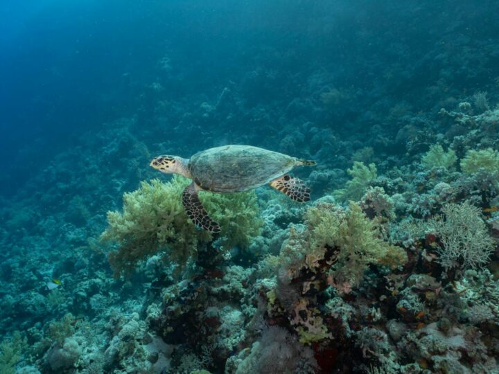 Mundo acutico de los arrecifes de coral