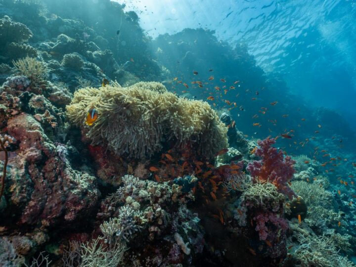 Mundo acutico de los arrecifes de coral