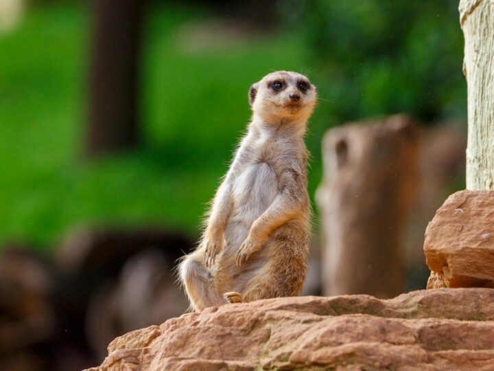 Zoolgico de Cottbus