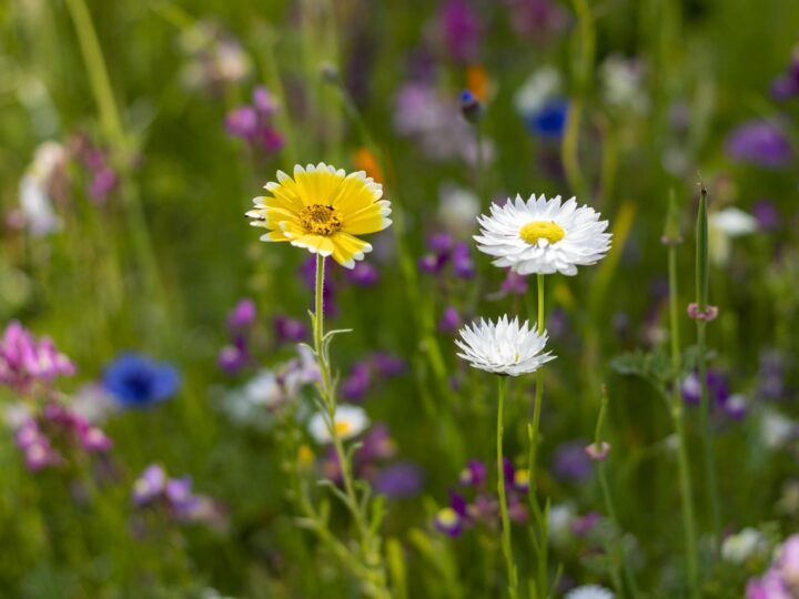 Parк крани Daisy Nook