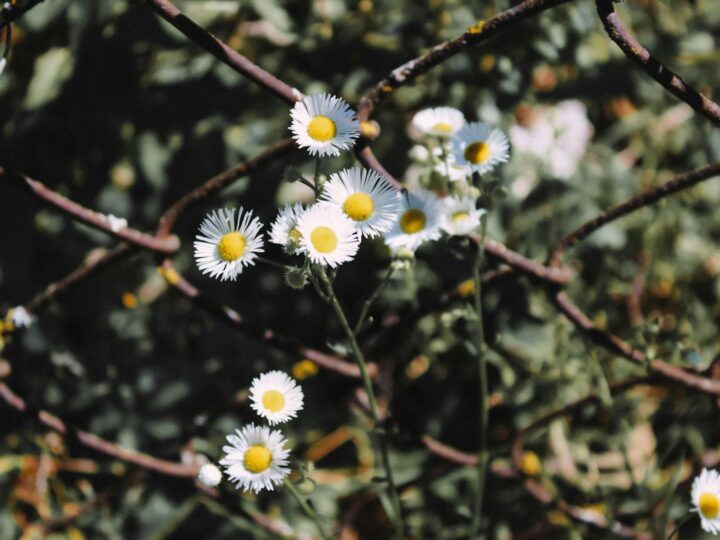 Parк крани Daisy Nook