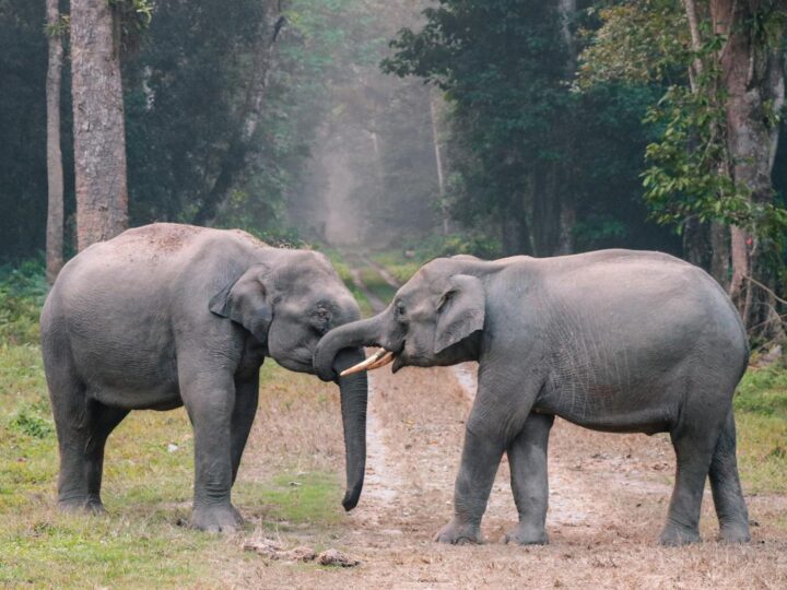 Cour des lphants Platschow
