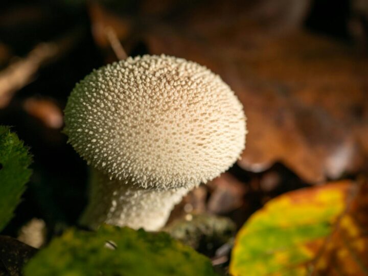 Floresta Goupil