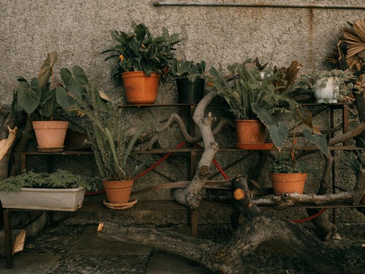 Giardino Municipale di Funchal