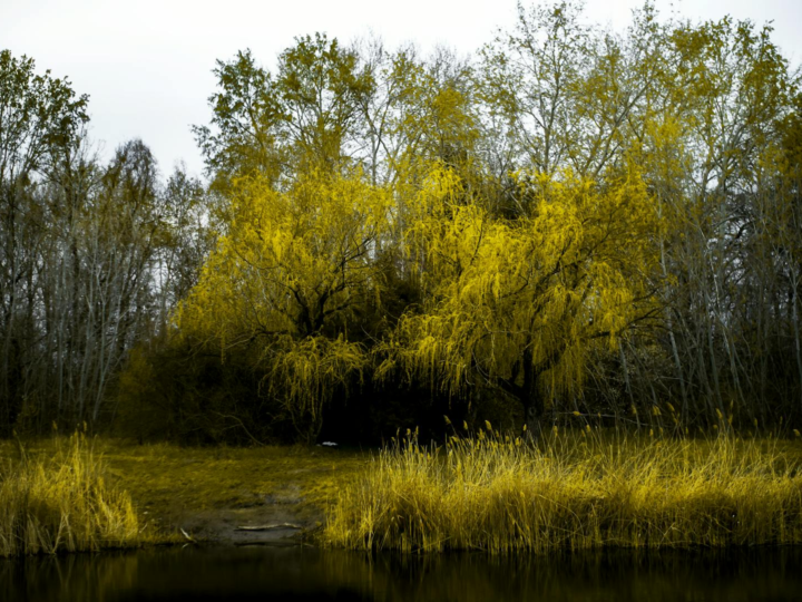 Parque de vida silvestre de Kecskemet