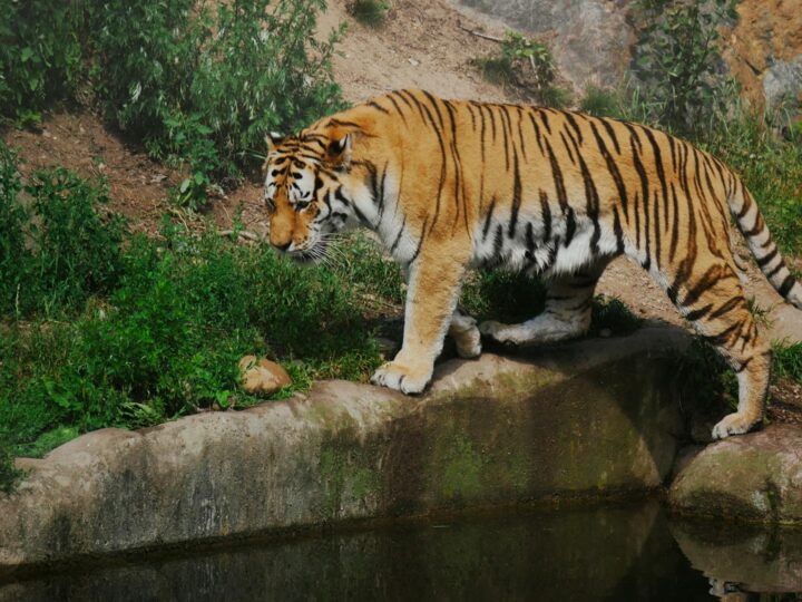 Kolmrden Zoo