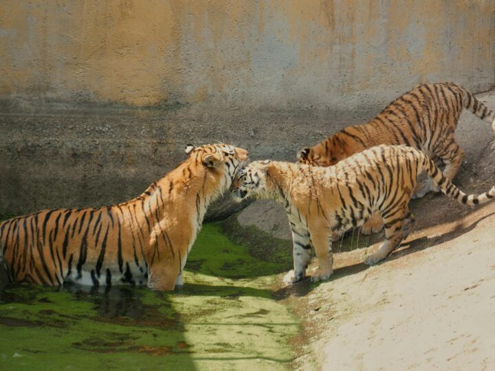 Kolmrden Zoo
