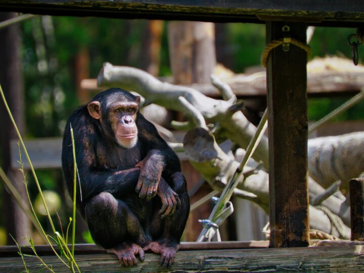 Kolmrden Zoo