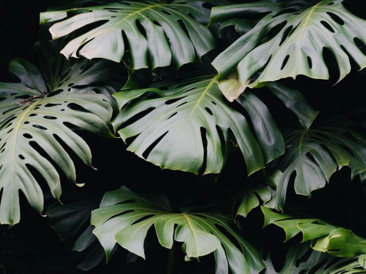 Giardino Botanico di Madeira