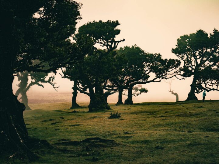 Parco a tema di Madeira