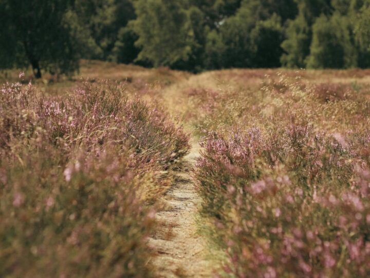 Merheimer Heide