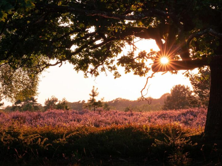 Merheimer Heide