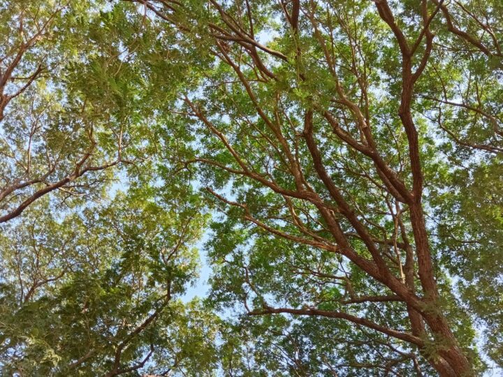 Mondegos Parc Vert