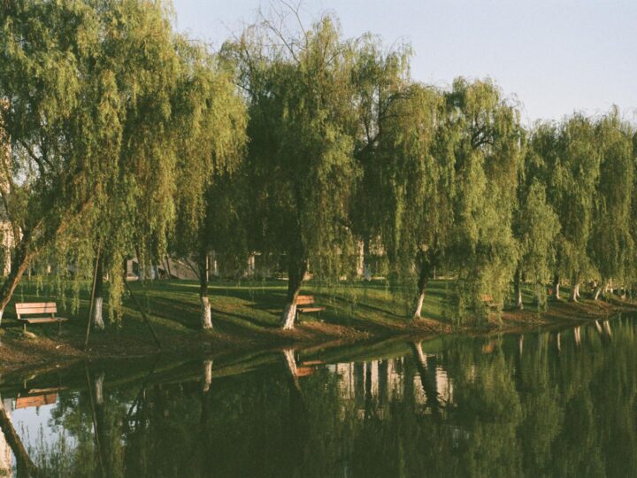 Mondegos Parc Vert