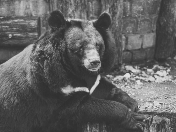 Park Zwierzt w Nyregyhza Zoo Sst