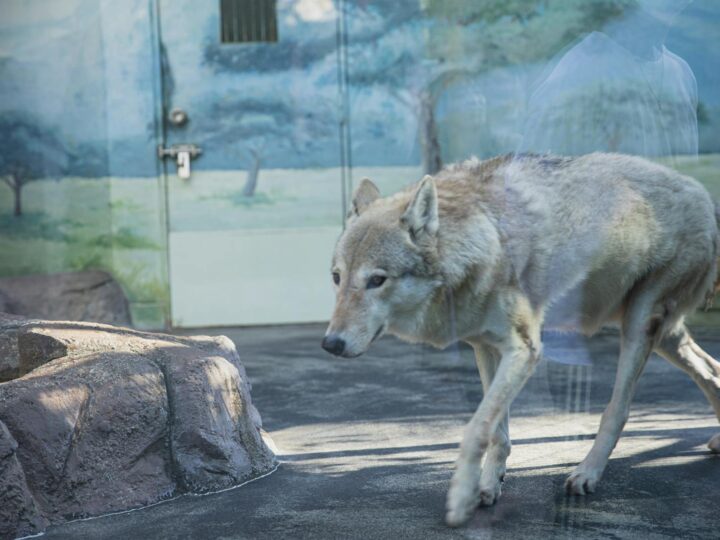 Park Zwierzt w Nyregyhza Zoo Sst