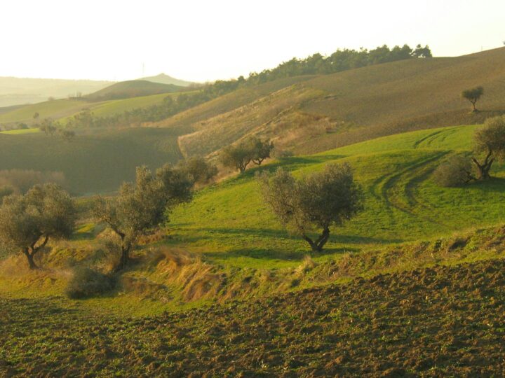Parco del Cormor
