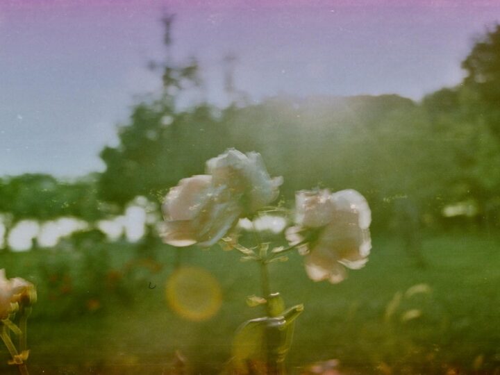 Park of Roses