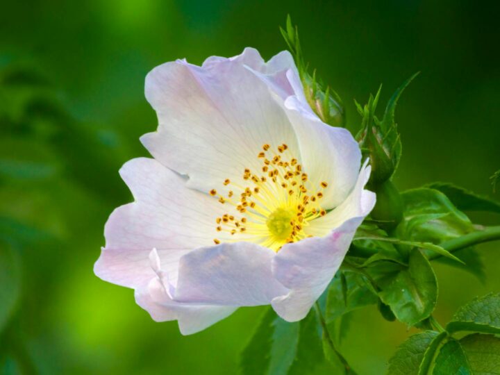 Park of Roses
