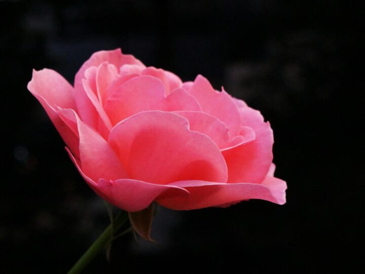 Park of Roses