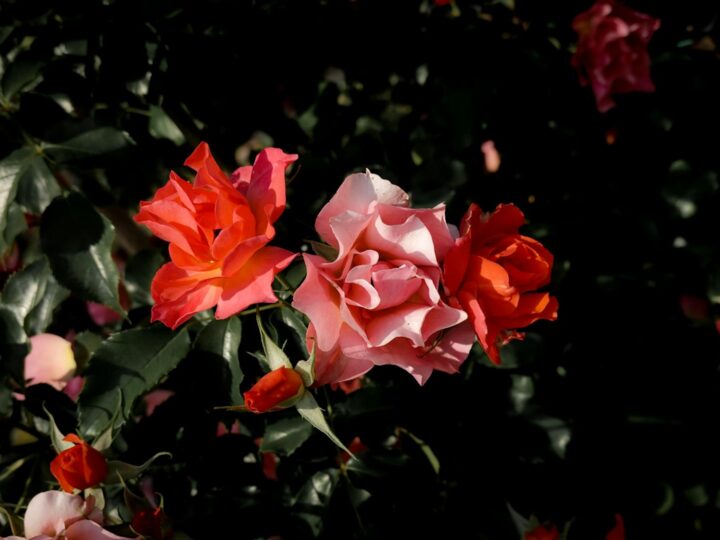 Park of Roses