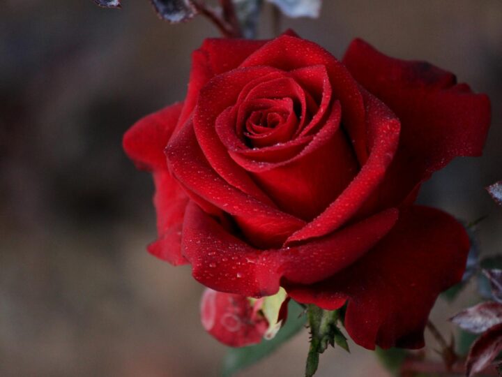 Park of Roses