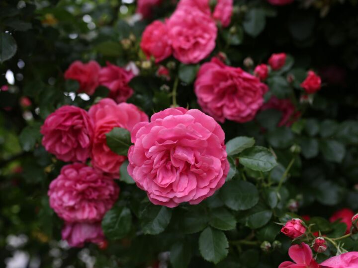 Park of Roses