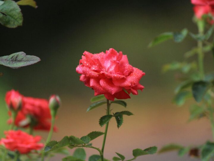 Park of Roses